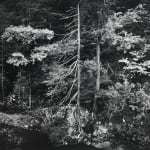 Ansel Adams, Leaves, Mt Rainier National Park, 1942
