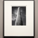 Ansel Adams, Saguaro Cactus, Sunrise, AZ, 1946