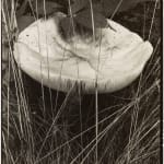 Paul Strand, Toadstool and Grasses, Maine, 1928
