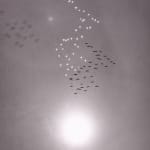 Thomas Harding, Sunset, Louisiana Gulf Coast, c. 1983