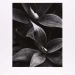 Thomas Harding, Sunset, Louisiana Gulf Coast, c. 1983