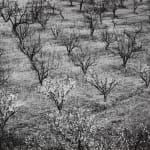 Ansel Adams, Orchard, Early Spring near Stanford University, c. 1940