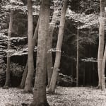 Brett Weston, Beech Forest, Holland, 1972