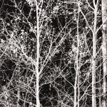 Robert K. Byers, Trees Near Oxford, England, 1972