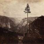 Carleton Watkins, Section of the Grizzly Giant, Mariposa Grove, Yosemite, 1861