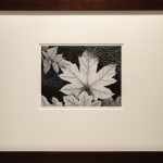 Ansel Adams, Leaf, Glacier Bay, 1948