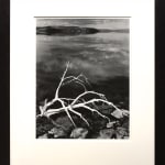 Ansel Adams, White Branches, Mono Lake, CA, 1947