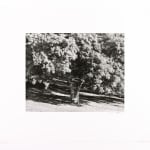 Ryan McIntosh, Tree and Car, Elysian Park, LA, CA, 2020