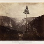 Carleton Watkins, Section of the Grizzly Giant, Mariposa Grove, Yosemite, 1861