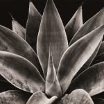 Brett Weston, Cactus, 1933