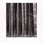 Brett Weston, Bamboo Forest, Japan, 1971