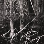 Robert K. Byers, Trees Near Oxford, England, 1972