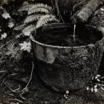 Edward Weston, Old Tub, Redwoods, 1939