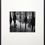 Brett Weston, Cypress Trees and Swamp, North Carolina, 1947