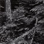 Ansel Adams, Dawn, Autumn Forest, Great Smoky Mountains National Park, Tennessee, 1948