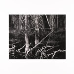Robert K. Byers, Dead Trees, Near Lava Lake, Oregon, 1995