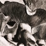 Willard Van Dyke, Mushrooms, c. 1934
