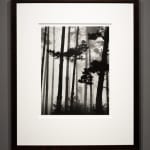 Brett Weston, Pines in Fog, Monterey, CA, 1962