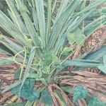 Patrick Parrish Gallery Big Painting 2019