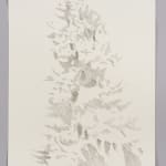 Janet Alling, Portfolio Two: Musical Notes of a Tree Nos. 1-20, 2006