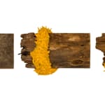 Malinda Jayasinghe, Saffron Borders VII, 2024