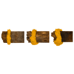 Malinda Jayasinghe, Saffron Borders VII, 2024