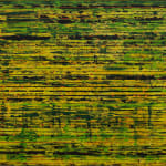 Chandraguptha Thenuwara, Reminiscence IV/ Lotuses , 2019