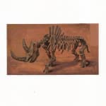 Felix De Clercq, Woolly Rhinoceros, 2025