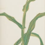 Kataoka Tamako (1905–2008) , Flowers