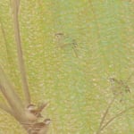 Kataoka Tamako (1905–2008) , Flowers