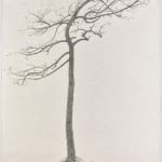 Shi Jin-Hua, The Yoga Tree, 1994-1996