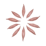 Pink Ceramic petals that can be arranged in multiple ways by slate gray gallery artist Angela Okajima-Kempinas