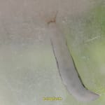 Abi Palmer, Slime Mother, 2024