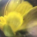 Rhona Eve Clews, You're petals and stamen and pollen, 2024