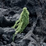 Esther van der Heijden and Nosh Neneh, Living Monuments of The Deep - Hydnophora Bonsai, 2023