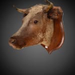 Antique Rowland Ward late 19th C Victorian lifesize bull’s head taxidermy with glass eyes on beautiful oak shield .,