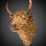 Antique Rowland Ward late 19th C Victorian lifesize bull’s head taxidermy with glass eyes on beautiful oak shield .,