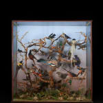 19th C Victorian Diorama of 34 taxidermy tropical birds,by Rowland Ward ,variously perched on branches and groundwork set within its...