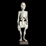 Standing Human Skeleton in Wood, South East Asia, early 20th Century, 1st half 20th Century