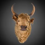 Antique Rowland Ward late 19th C Victorian lifesize bull’s head taxidermy with glass eyes on beautiful oak shield .,