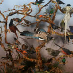 19th C Victorian Diorama of 34 taxidermy tropical birds,by Rowland Ward ,variously perched on branches and groundwork set within its...