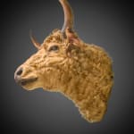 Antique Rowland Ward late 19th C Victorian lifesize bull’s head taxidermy with glass eyes on beautiful oak shield .,