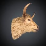 Antique Rowland Ward late 19th C Victorian lifesize bull’s head taxidermy with glass eyes on beautiful oak shield .,