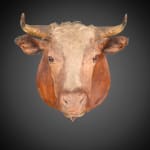 Antique Rowland Ward late 19th C Victorian lifesize bull’s head taxidermy with glass eyes on beautiful oak shield .,