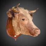 Antique Rowland Ward late 19th C Victorian lifesize bull’s head taxidermy with glass eyes on beautiful oak shield .,