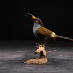 Thumbnail of additional image