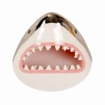 sculpture of a shark head with its teeth showing