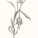 Devra Fox - Graphite Drawing of flower with long curvy stems