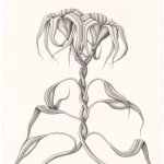 Devra Fox - graphite drawing of plants growing straight up with two stems swirling with each other.