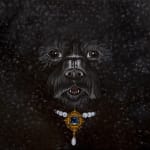 Oil painting close-up portrait of a black dog with curly fur wearing an ornate jeweled collar by Sabrina Bockler